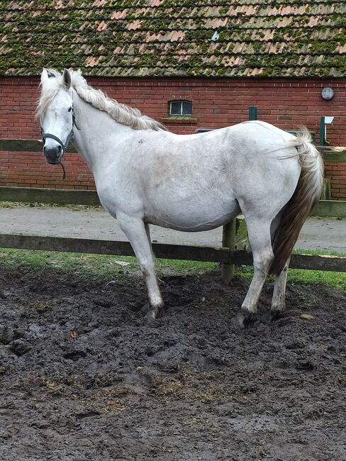 Freizeitpferd, schmoranz, Pferd kaufen, Papenburg Aschendorf