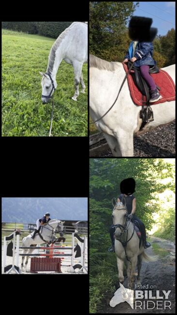 Freizeitpferd, Kristina Kmeth, Pferd kaufen, Villach, Abbildung 8