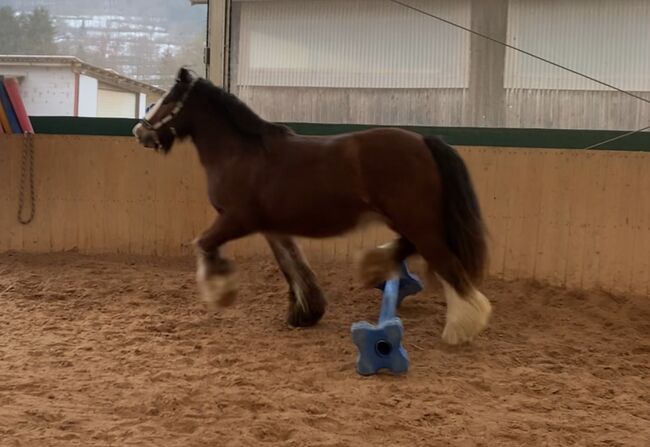 Freizeitpferd, A. , Pferd kaufen, Collenberg