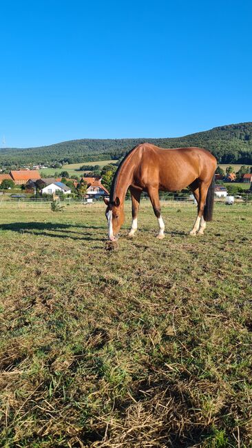 Freizeitpferd, Wallach, Dressur, Springen, Gelände, Sarah Körber , Pferd kaufen, Nienstedt, Bad Münder am Deister , Abbildung 3