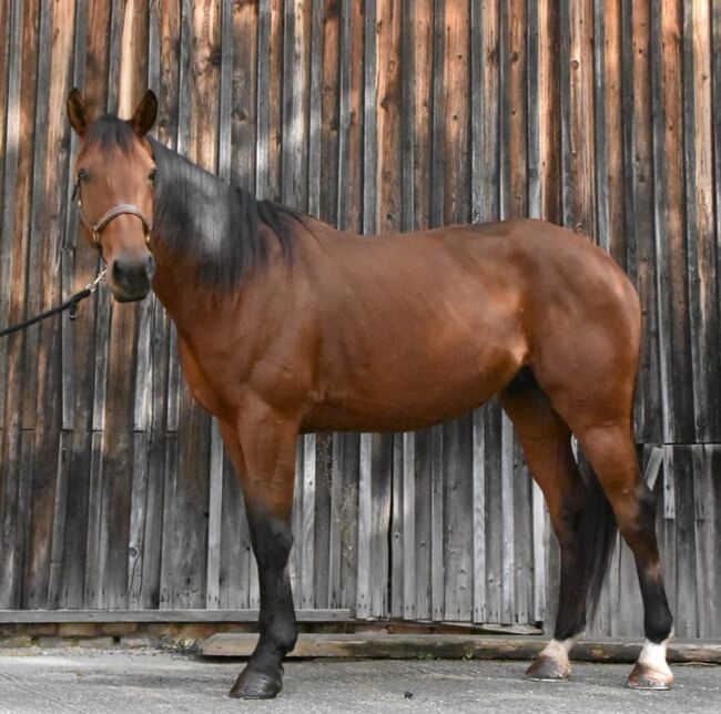 Französischer Traber Wallach 7 Jahre, Tanja, Horses For Sale, Landau in der Pfalz, Image 5
