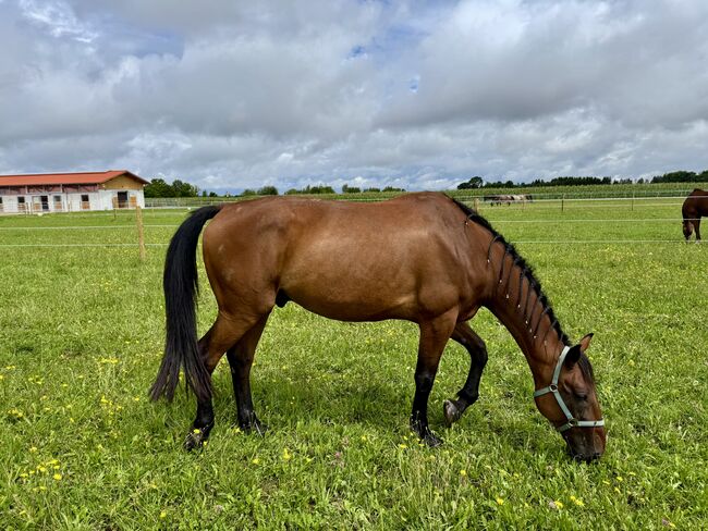 Französischer Traber, Rebecca , Horses For Sale, Grünwald, Image 2