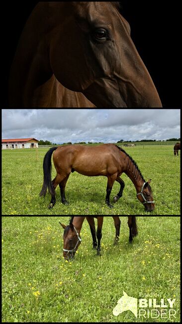 Französischer Traber, Rebecca , Horses For Sale, Grünwald, Image 4