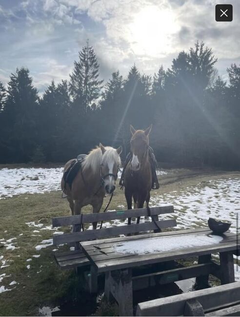 Französische Traberstute, Isabella, Horses For Sale, St Englmar , Image 9