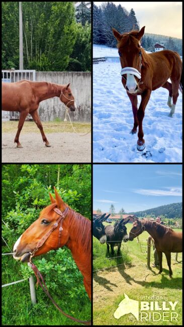 Französische Traber Stute/inkl. Zubehör, Frankl Marina, Horses For Sale, Straubing , Image 6