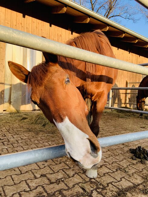 Französische Traber Stute/inkl. Zubehör, Frankl Marina, Horses For Sale, Straubing , Image 5