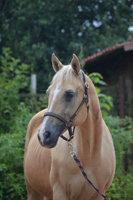 Freundliche, aufgeschlossene Quarter Horse Stute mit altem Pedigree, Kerstin Rehbehn (Pferdemarketing Ost), Pferd kaufen, Nienburg, Abbildung 2