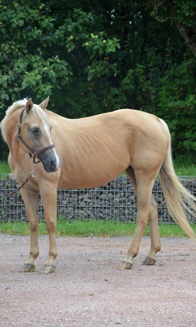 Freundliche, aufgeschlossene Quarter Horse Stute mit altem Pedigree, Kerstin Rehbehn (Pferdemarketing Ost), Pferd kaufen, Nienburg, Abbildung 5