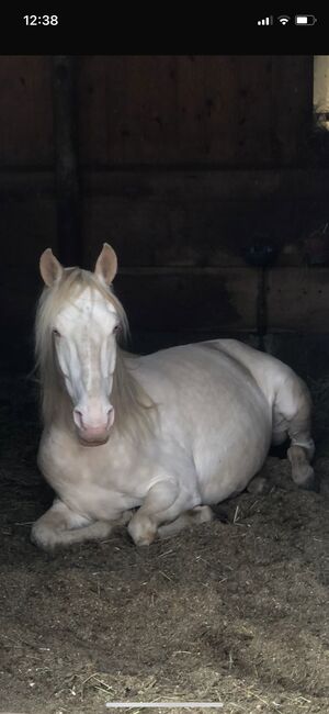 Freundlicher sensibler Spaniermix sucht Bestplatz, Conny Heil , Pferd kaufen, Kochel am See