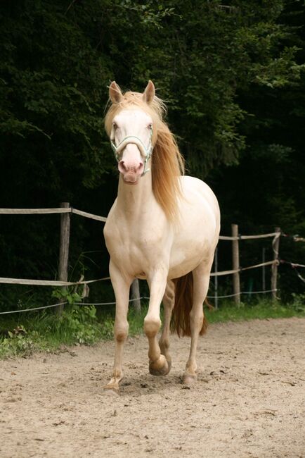 Freundlicher sensibler Spaniermix sucht Bestplatz, Conny Heil , Pferd kaufen, Kochel am See, Abbildung 8