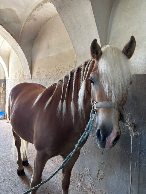 Haflinger Stute Freya, Kevin, Horses For Sale, Zeillern