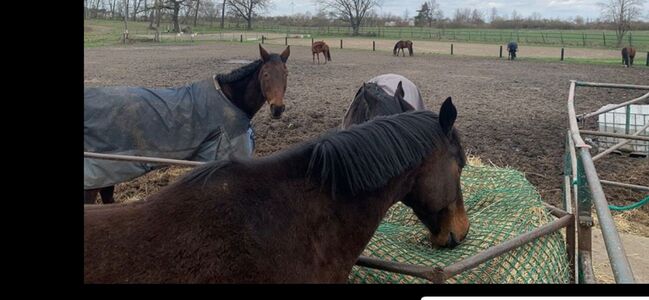 Freie Boxen, Claudia, Horse Stables, Mühlenberge, Image 2