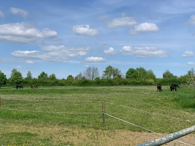 Freie Boxen, Claudia, Horse Stables, Mühlenberge, Image 5