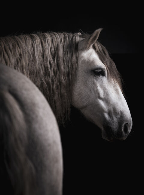Freundlicher Andalusier, Verena Treiber, Horses For Sale, Kirchberg am Wagram