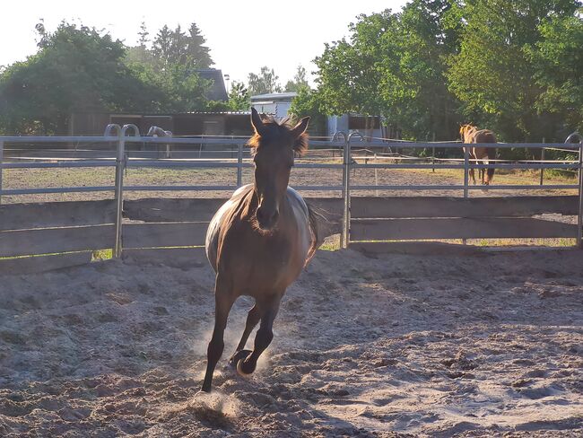 Freundliche Stute sucht dauerhaftes Zuhause, C. Mayer, Horses For Sale, Hassfurt, Image 5