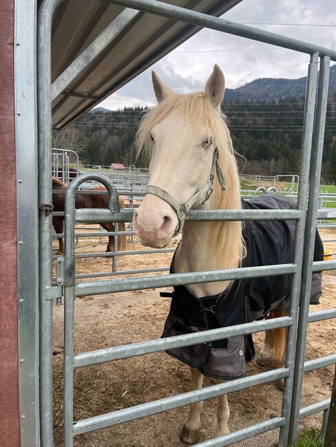 Freundlicher sensibler Spaniermix sucht Bestplatz, Conny Heil , Horses For Sale, Kochel am See, Image 14