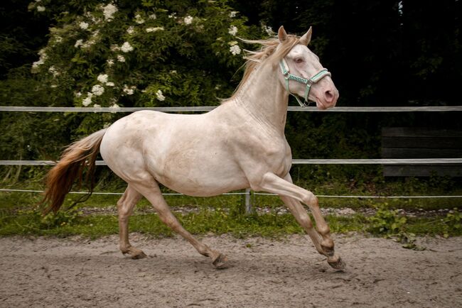 Freundlicher sensibler Spaniermix sucht Bestplatz, Conny Heil , Horses For Sale, Kochel am See, Image 9