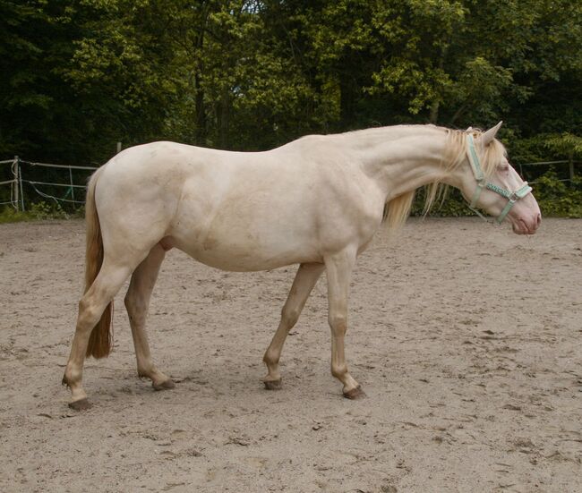 Freundlicher sensibler Spaniermix sucht Bestplatz, Conny Heil , Horses For Sale, Kochel am See, Image 6