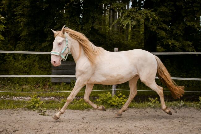 Freundlicher sensibler Spaniermix sucht Bestplatz, Conny Heil , Horses For Sale, Kochel am See, Image 11