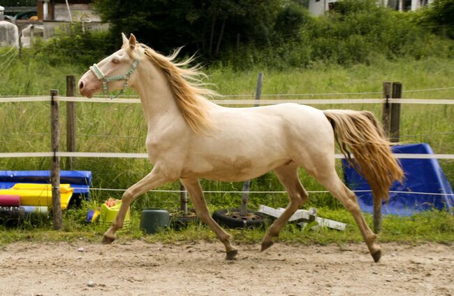 Freundlicher sensibler Spaniermix sucht Bestplatz, Conny Heil , Horses For Sale, Kochel am See, Image 12