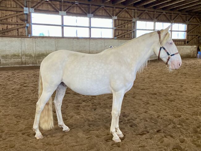Freundlicher sensibler Spaniermix sucht Bestplatz, Conny Heil , Horses For Sale, Kochel am See, Image 4
