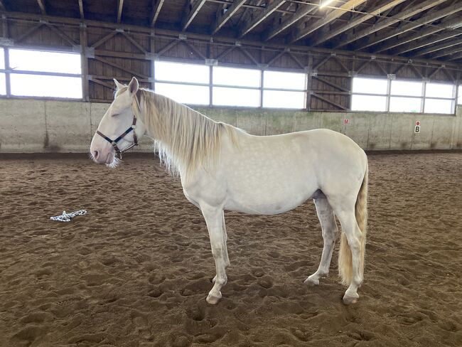 Freundlicher sensibler Spaniermix sucht Bestplatz, Conny Heil , Horses For Sale, Kochel am See, Image 3