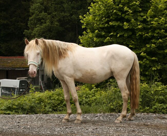 Freundlicher sensibler Spaniermix sucht Bestplatz, Conny Heil , Horses For Sale, Kochel am See, Image 7