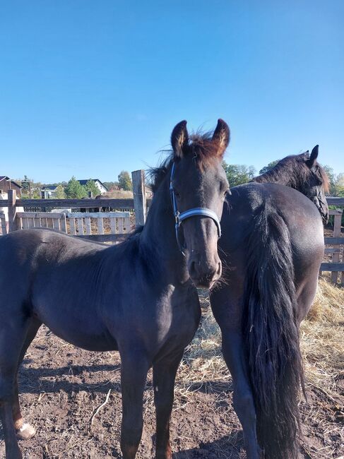 Friese 1,5 Jahre alt, Martina Mueller , Horses For Sale, Bersteland