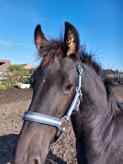 Friese 1,5 Jahre alt, Martina Mueller , Horses For Sale, Bersteland, Image 3