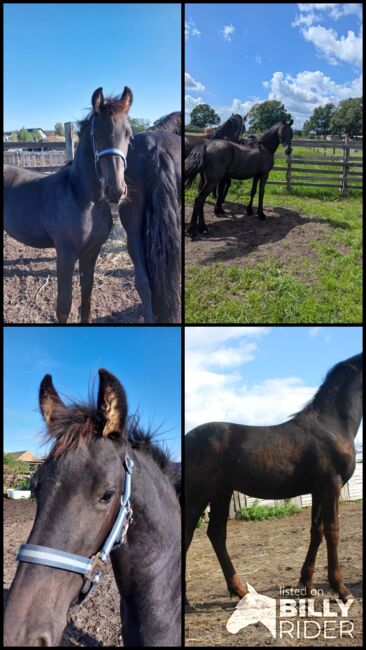 Friese 1,5 Jahre alt, Martina Mueller , Horses For Sale, Bersteland, Image 5