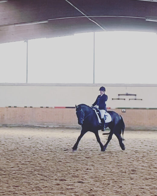 Friesen 12 Jahre, Nina, Horses For Sale, Spelle