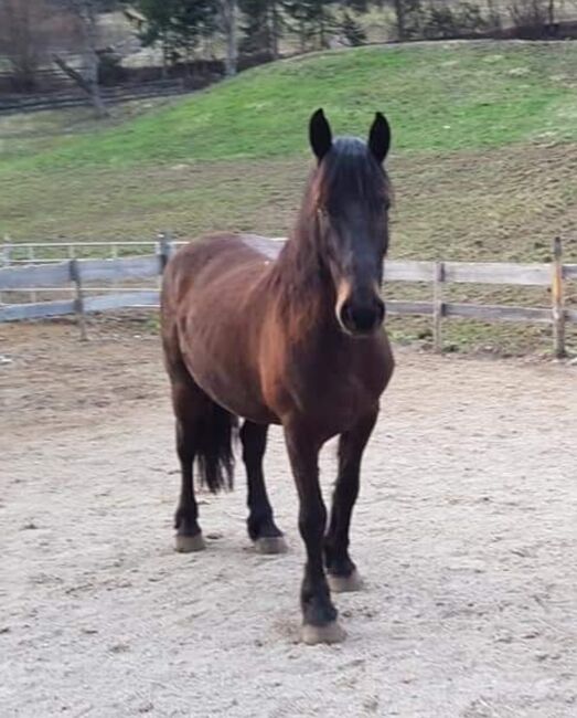 Friesen-Huzule-Mix Wallach, Daniela Happ, Horses For Sale, Imst, Image 2