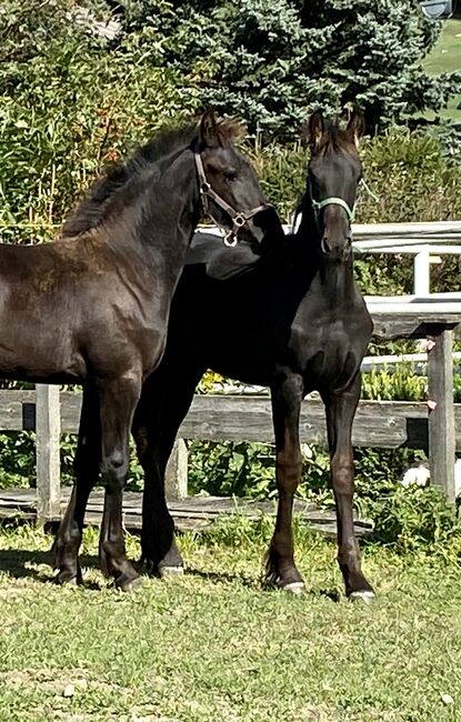 Friesenstutfohlen, Barbara , Horses For Sale, St. Michael , Image 4