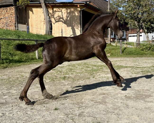 Friesen Hengstfohlen, Silvia, Horses For Sale, Irdning, Image 2