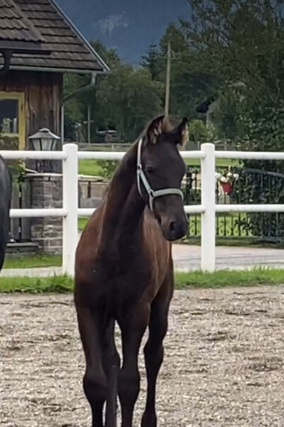 Friesenhengstfohlen, Barbara , Horses For Sale, St. Michael , Image 4