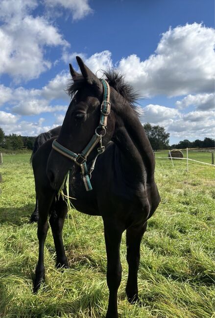 Friesen Hengstfohlen Jurre x Jouwe, Pia, Horses For Sale, Edemissen , Image 4