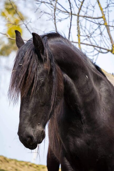 Friese 7 Jahre geritten/brav, F.B, Pferd kaufen, Attnang