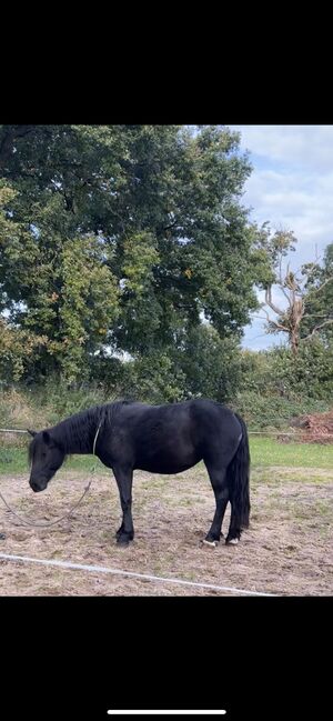 Friesen Araber Mix, FSI, Horses For Sale, Schiffdorf, Image 4