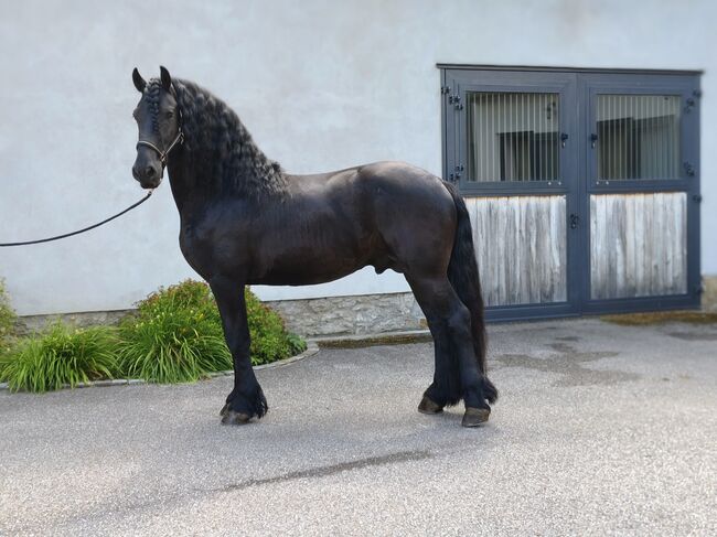 Friesenhengst,  Leuthner, Horses For Sale, Gföhl, Image 4