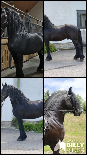 Friesenhengst,  Leuthner, Horses For Sale, Gföhl, Image 5