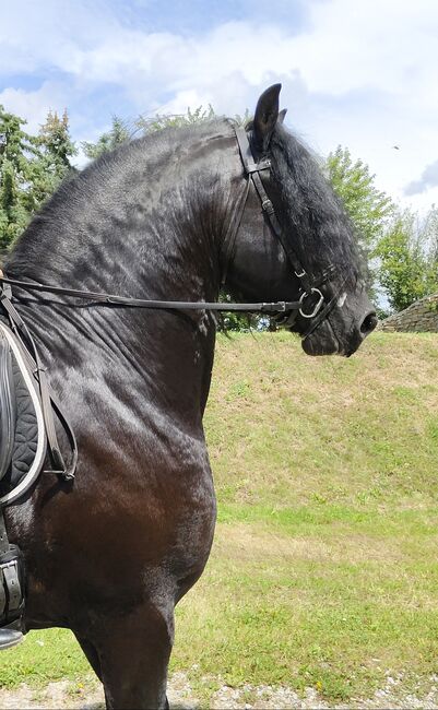 Friesenhengst,  Leuthner, Horses For Sale, Gföhl, Image 2
