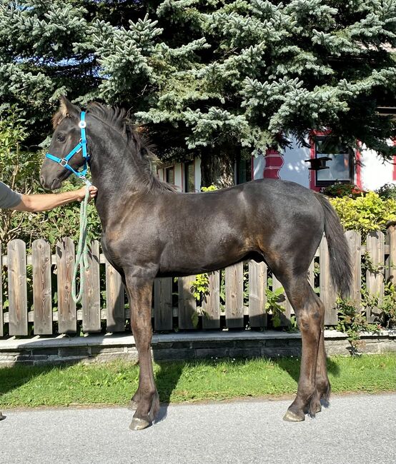 Friesenhengst, Barbara , Horses For Sale, St. Michael , Image 3