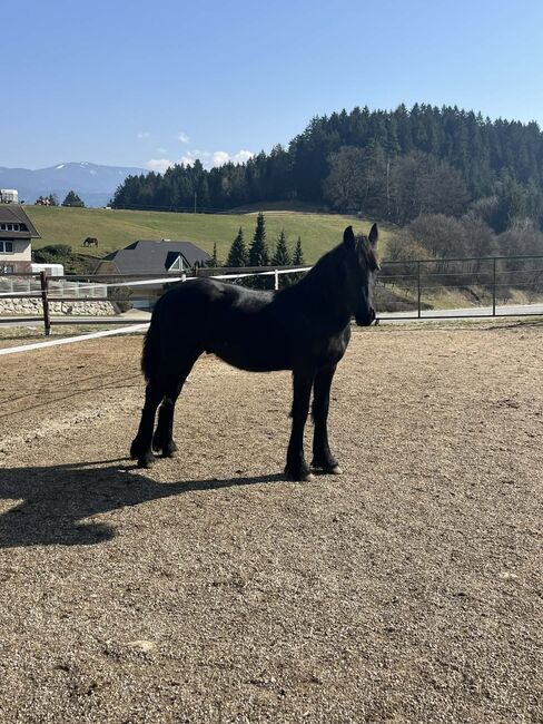 Friesen Hengst, Tanja , Horses For Sale, Slovenj Gradec 