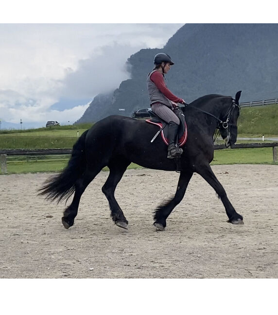 Friesenstute, Manuela, Horses For Sale, Mieming