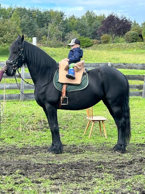 Friesenstute, Manuela, Horses For Sale, Mieming, Image 6