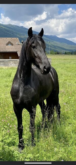 Friesenstute, Barbara , Horses For Sale, St. Michael , Image 2