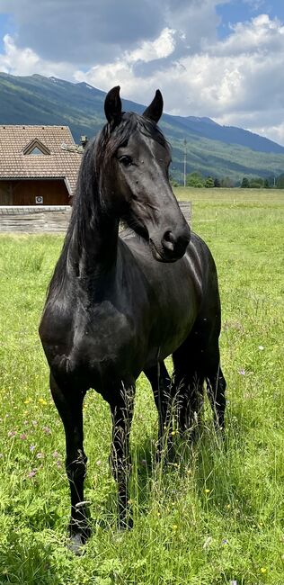 Friesenstute, Barbara , Horses For Sale, St. Michael , Image 3