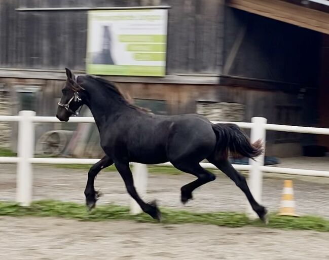 Friesenstute, Barbara , Horses For Sale, St. Michael 