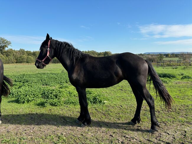 Friesian mare, Tünde, Horses For Sale, Lovászpatona