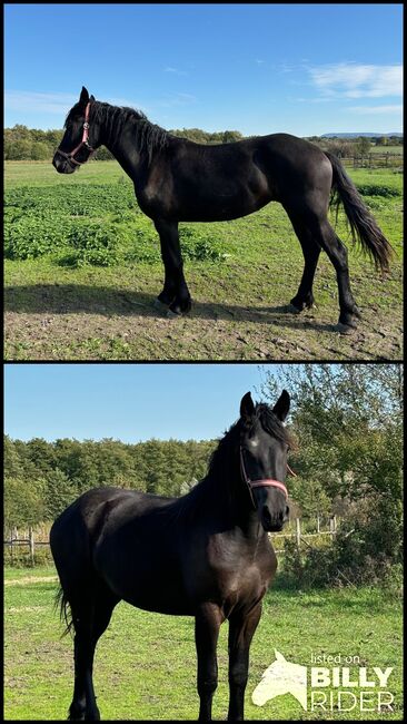 Friesian mare, Tünde, Horses For Sale, Lovászpatona, Image 3